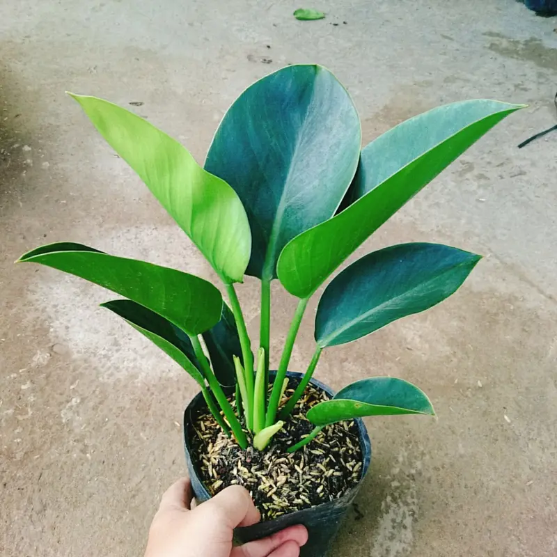Trầu Bà Đế Vương Xanh - cây cảnh để bàn 1