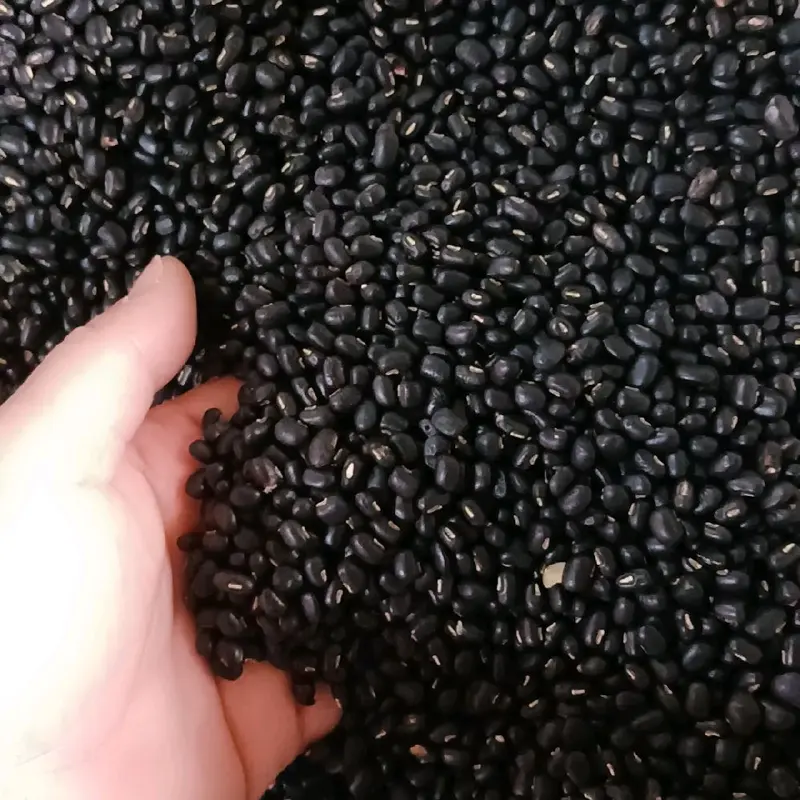 đậu đen xanh lòng (ĐẬU QUÊ HẠT BÉ KHÔNG TO) đậu đen.ngũ cốc 4
