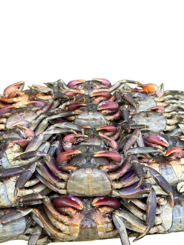 Ba khía muối con nhỏ vô Hộp 1kg (SIZE 28-35CON/KG) - Tự nhiên Food Thức Ăn Có Not Applicable