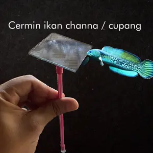 cermin ikan melatih mental ikan cupang channa