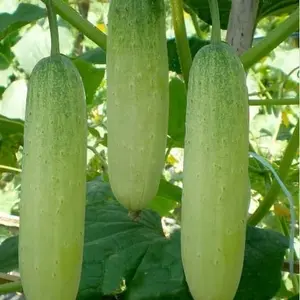 PAKET isi 18 Benih Timun Lalap Hijau Vanesa F1 Cap Panah Merah Unggul Berkualitas Bibit Sayur Sayuran