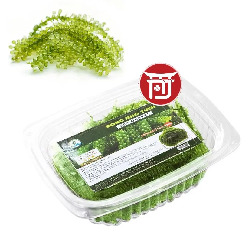 Rong Nho Tươi Ngon Tự Nhiên - 1kg (Chỉ giao ở Thành Phố Hồ Chí Minh)  sea ​​grapes Snack