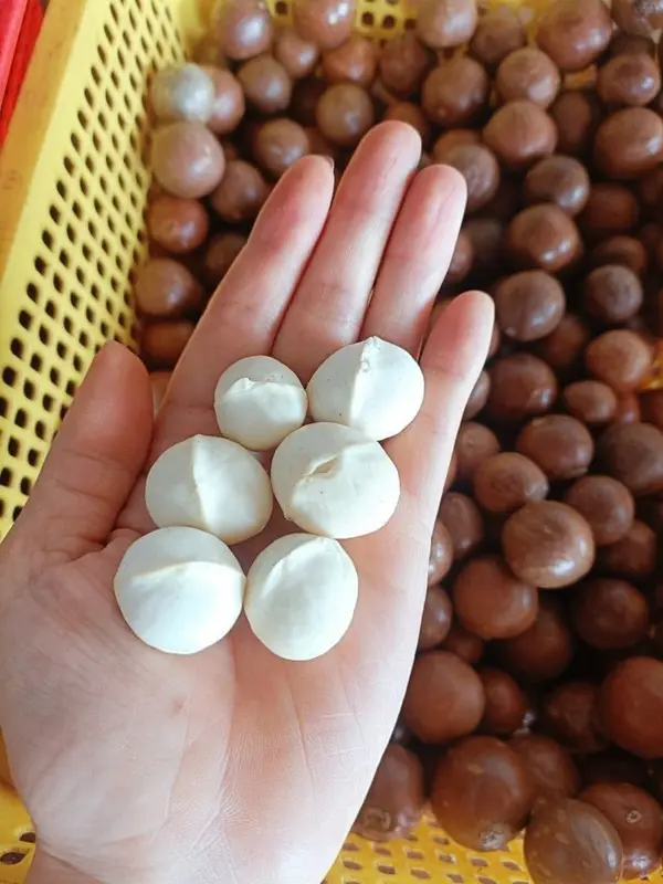 500gr/250gr Macca Dak Lak Nguyên Hạt Đã Sấy Ăn Liền, Nấu Sữa, Dinh Dưỡng Cho Mẹ Bầu Kim Anh Nuts - Food, Snack 4