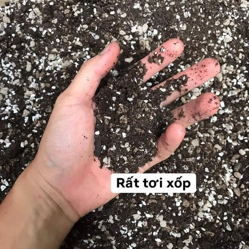 1kg Giá thể trồng sen đá SOIL MIX BA giá thể trộn sẵn cho cây cảnh sen đá xương rồng cây lá kiểng ( túi zip 1kg) 4