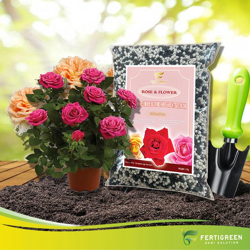 1KG Baja Rose (Baja Khas Rose / Formula Khas untuk Mawar) - Tanaman ...