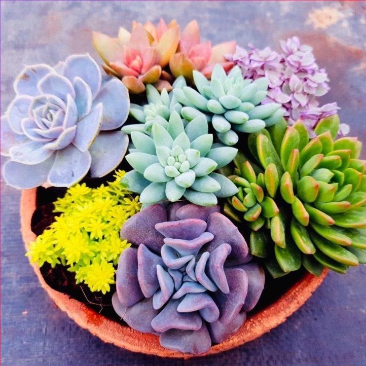  Combo sen đá sấm sét 6 loại khác nhau size bé 5-8cm tặng 1kg đất chuẩn sen đá cây sen đá sen đá khỏe đẹp Đà Lạt 