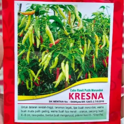 10 gram benih cabe rawit putih Merunduk KRESNA PRODUK ASLI JAWARA 0