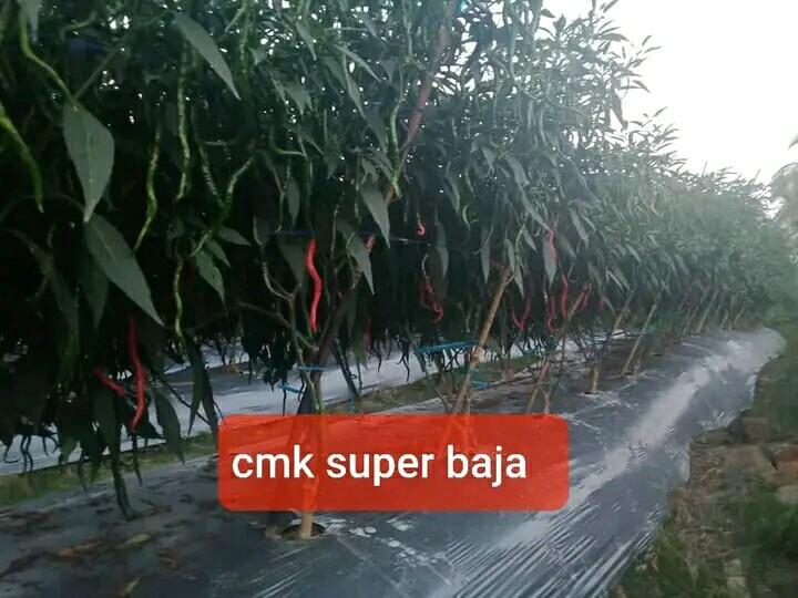 original 10gr bibit/benih cabe cmk super baja