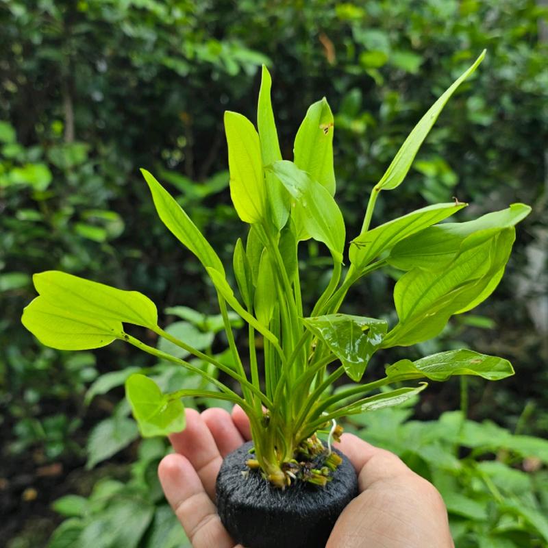 Lan nước gắn sẵn giá thể cây thủy sinh không cần CO2 dễ trồng giá thể có sẵn dinh dưỡng cung cấp cho cây