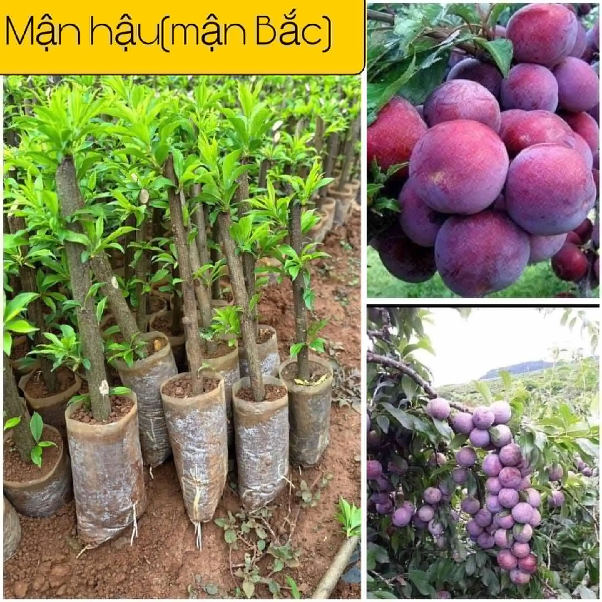 Combo 2 Cây Mân Hậu Sơn La (Mận Hà Nội, Mận Bắc) Cho Trái Sau 12-15 Tháng Trồng