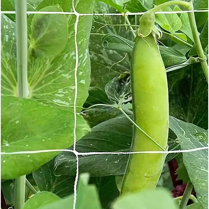 Jaring Tanaman Rambat Plants Climbing Net Polyester 1.67x10M 6