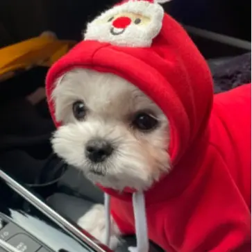Áo nỉ hoodie giáng sinh dành cho chó mèo hình cây thông và ông già noel 6