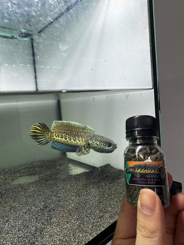 Cám Channa Bary | Lóc Lạnh | Hỗ Trợ Kì Cao - Màu | Thức Ăn Cá Lóc Nữ Hoàng