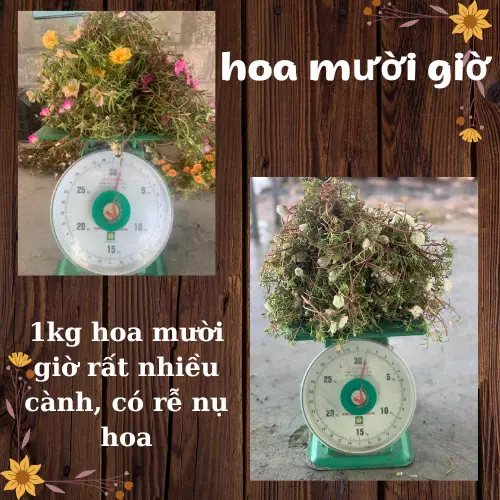 hoa mười giờ thái kép 12 màu khác nhau. cây dễ phát triển nhiều màu hoa 8