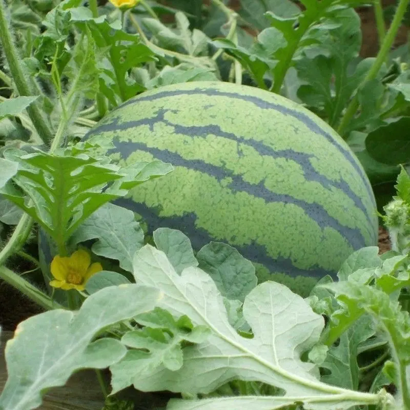 40 SEED - Benih Tembikai Merah | Red Watermelon seed