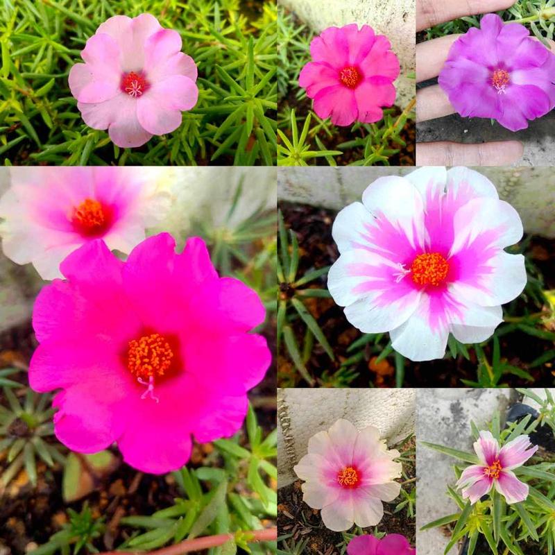 Bunga Random (Random)Bunga ros Jepun jenis grandi 5 keratan Plant - TikTok Shop Malaysia