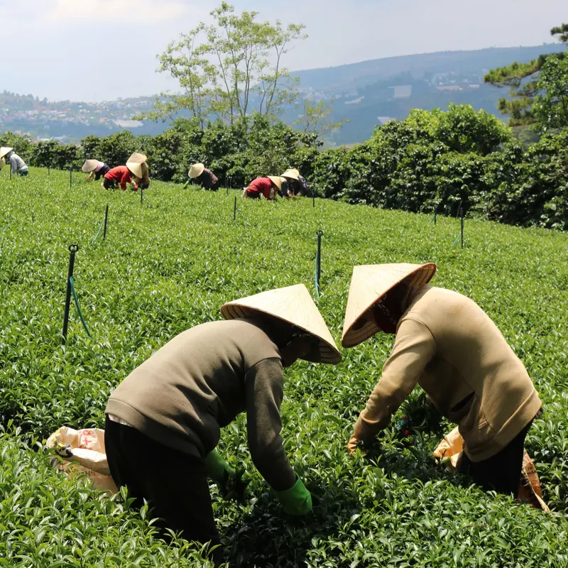 Trà Lài Cầu Đất Dalat Farm (Trà Hoa Nhài) Loại Đặc Biệt - Túi 110 g 3