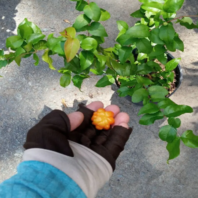 Cây Cherry Nam Mỹ - cherry Surinam - cây cherry Khía có quả sau 6 tháng phù hợp khí hậu 3 miền Việt Nam 5