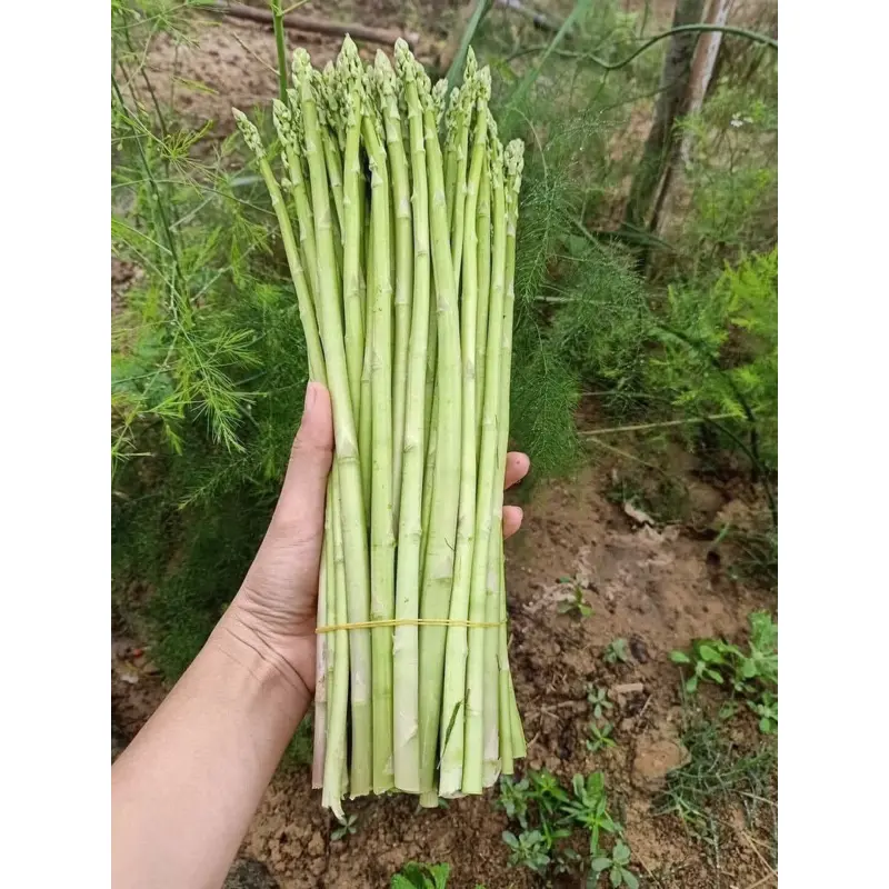 5gr Hạt giống măng tây xanh Trang Nông (tầm 150 hạt) 5