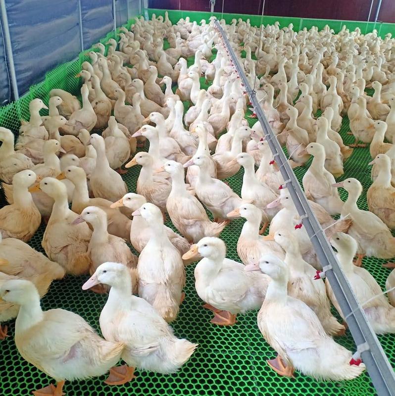 NÚM UỐNG TỰ ĐỘNG CHO VỊT, NÚM VỊT NGAN TRÒN 2