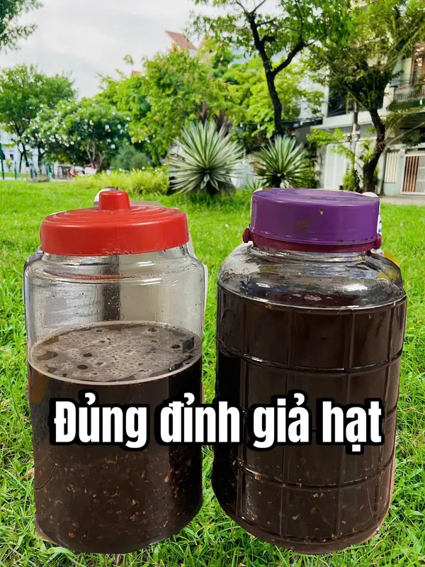 Đủng Đỉnh ngâm gồm quả đủng đỉnh đã qua phơi khô, sao vàng, ngâm với r nếp gốc hủ 2 lít 1