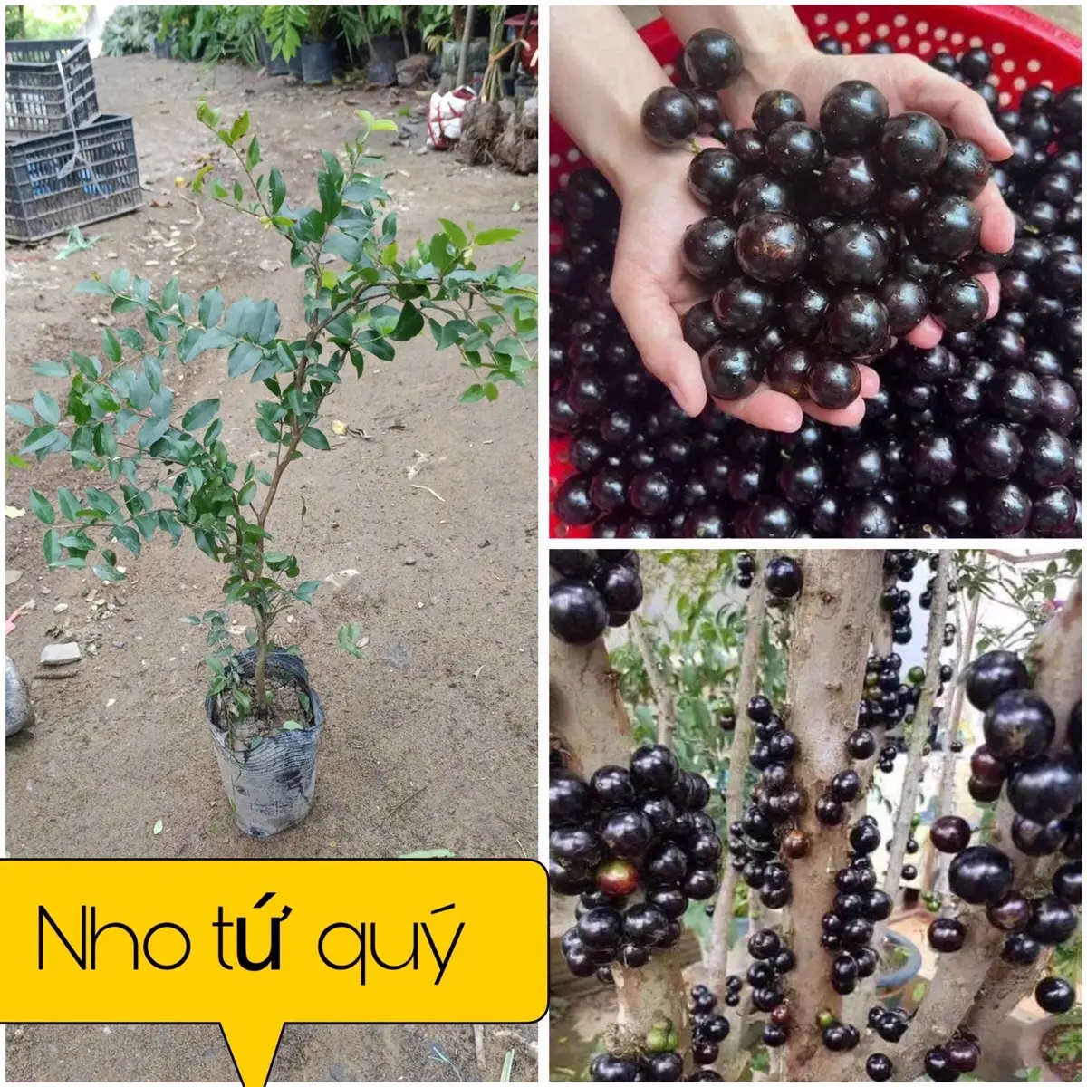 Cây Nho Thân Gỗ Tứ Quý Lá Nhỏ Cao 60cm - Giống Nho Thân Gỗ Nuôi Cấy Mô