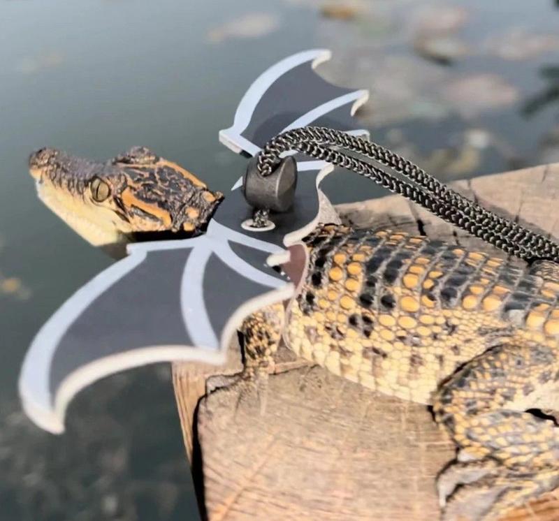 Product Introduction of [Three-Piece Set] Little Crocodile Lizard Outdoor Costume Little Devil Leash with Wings Reptile Little Crocodile Clothes 5