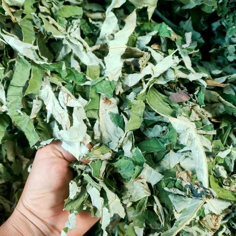 Lá Sen Phơi Khô ( Túi 1 Kí) Hàng xanh sạch đẹp 4