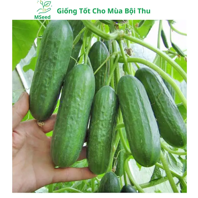 Hạt giống Dưa Leo Chùm siêu trái, Dưa Chuột Chùm dễ trồng năng suất cao - Mseed 3
