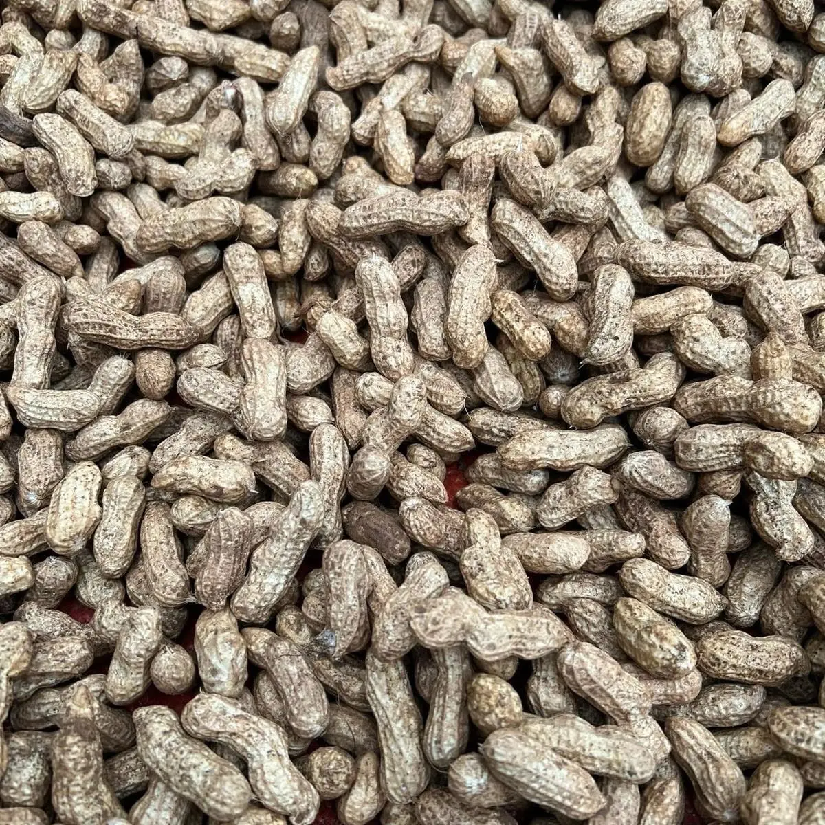 2kg Lạc đỏ cả vỏ tây bắc Ăn Vặt