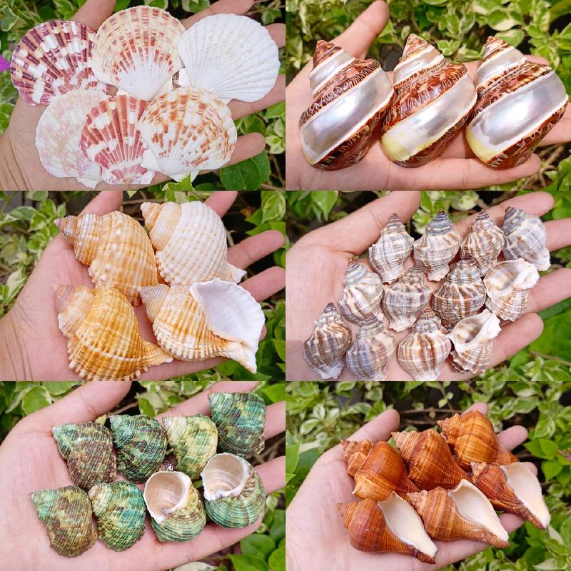  VỎ ỐC MỚI NHẤT- dùng để trang trí và thay vỏ cho ốc mượn hồn. 