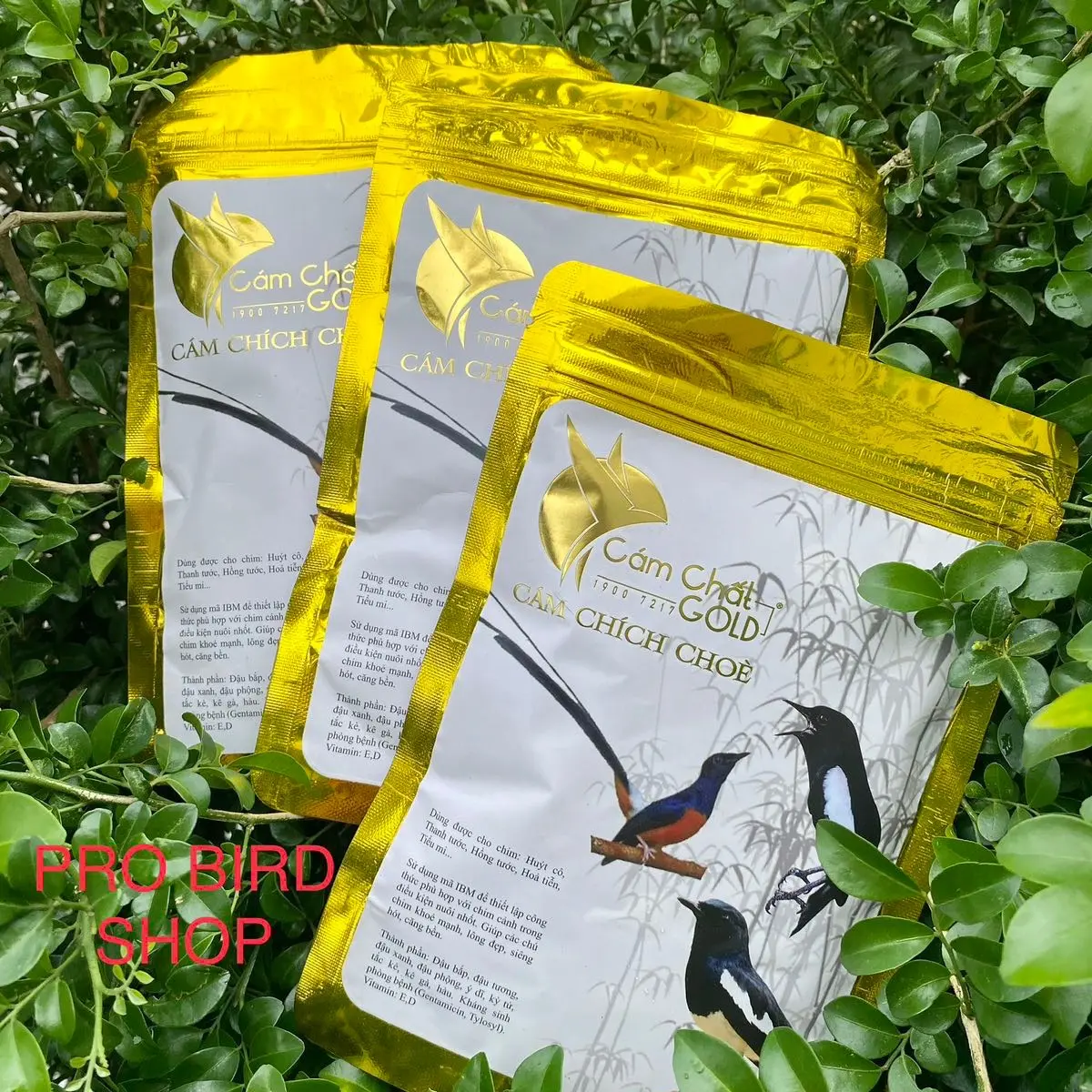 Cám Chích Choè, Tiểu Mi… CHẤT GOLD