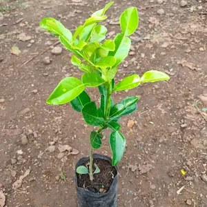 Bibit Tanaman Jeruk Purut Pohon Jeruk Purut ( Citrus hystrix )