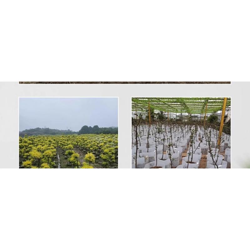 Product Introduction of Non-woven Planting Bag, Thickened Sapling Nutritious Pot For Raising Saplings, Flowers And Vegetables, Large Cloth Flower 42