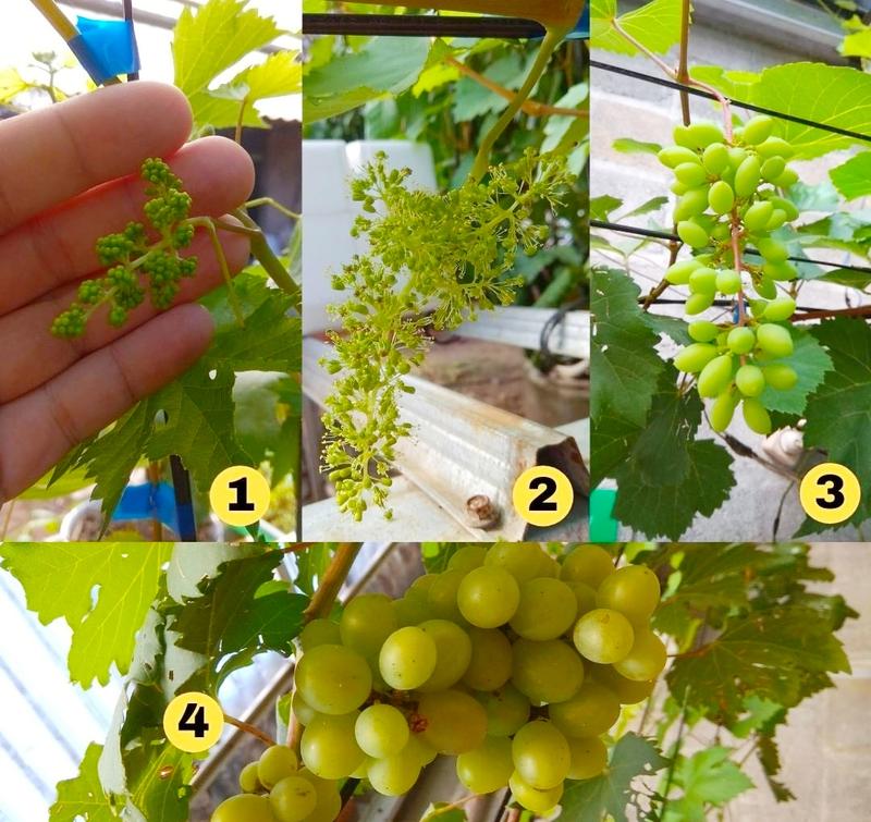 Hormon GA3 Mr. G untuk Tanaman Anggur - Pembesar Buah Anggur dan Giberlin Bunga - Brokoli, Food, Saus, Selai, Frozen, Tulang, Air, Berry, Etawa, Keranjang 3