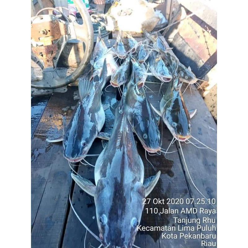 kucur RR umpan mancing ikan sungai/baung