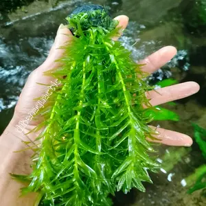 tanaman aquascape ganggang aircocok background akuarium..bisa juga untuk kolam.. ganggang air egeria densa sudah di lengkapi dengan media wabikusa media pun sudah tenggelam bisa langsung di letakan sudah ada m densa sudah di lengkapi dengan media wabikusa