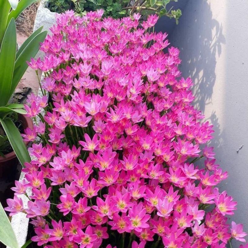 100 củ giống hoa huệ mưa (hoa tóc tiên) dễ trồng