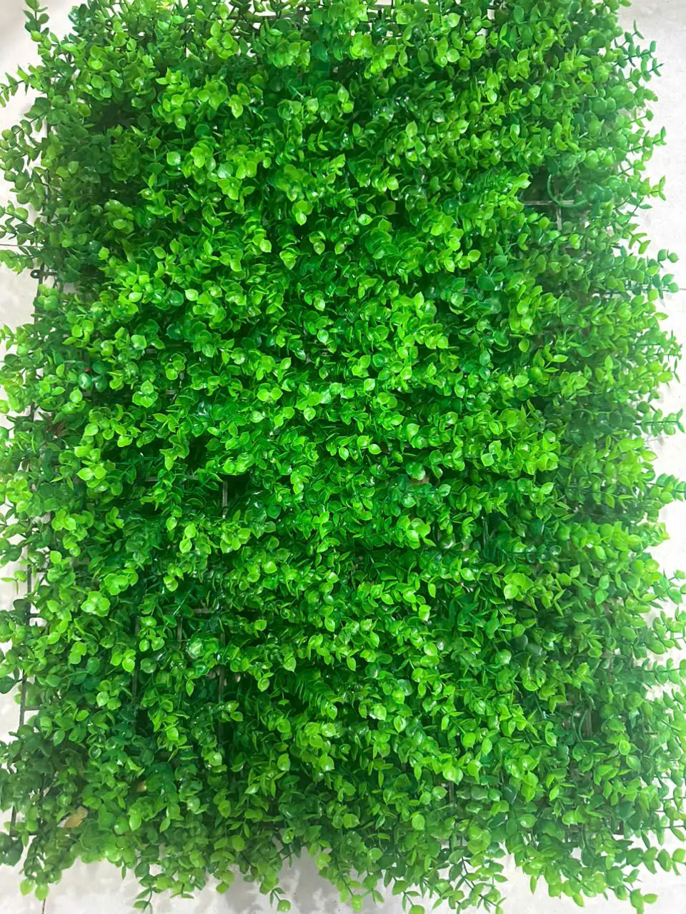 Cỏ tai chuột, 40cm x60cm, trang trí tường, quán cà phê, nhà hàng.