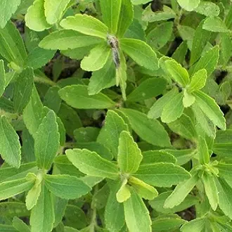 Hạt giống cây cỏ ngọt stevia (5 hạt) - cây dược liệu, tốt cho sức khoẻ 5