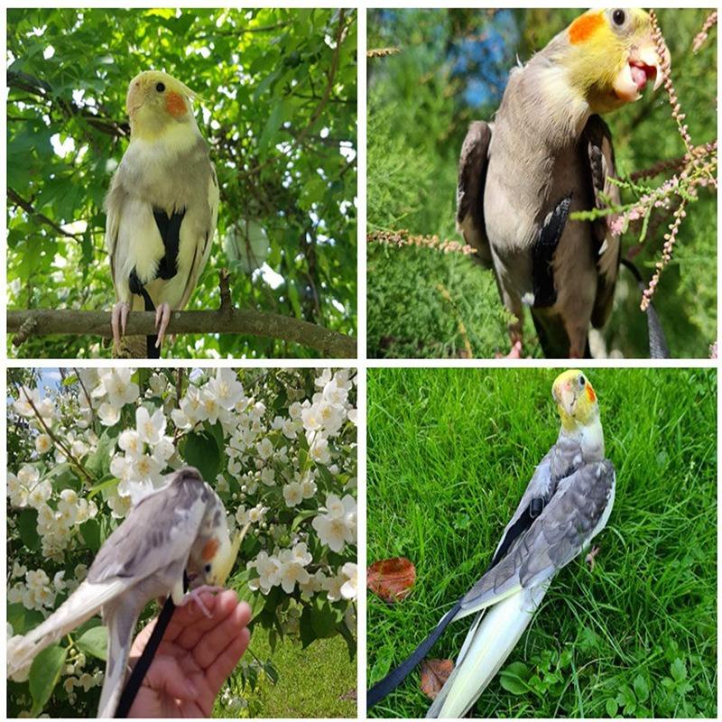 Product Introduction of 1PC Adjustable Birds Harness and Leash Parrot Harness Leash Training Supplies Pet Anti-bite Outdoor Flying Rope for Conures Budgerigar 16