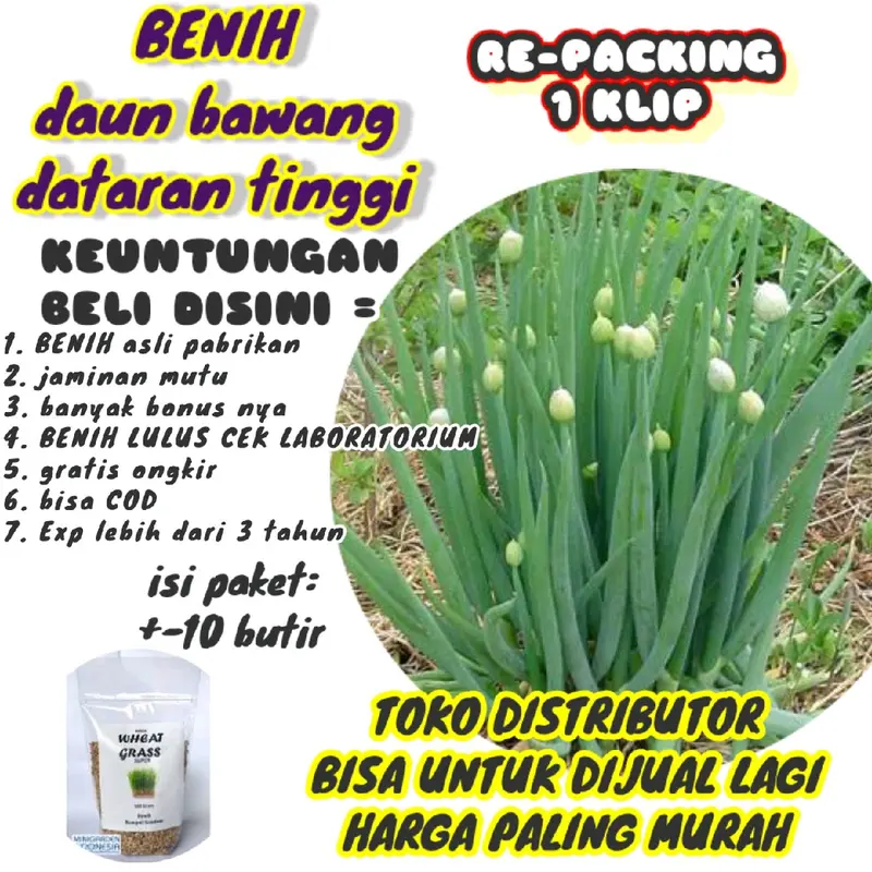 BENIH DAUN bawang dataran tinggi miranda 0