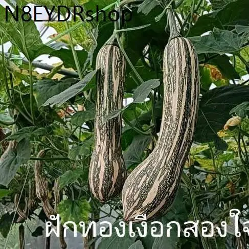 เมล็ดฝักทองเงือกสองใจ20เมล็ดหวานมันหนึบหอมอร่อยเนื้อแน่น ดอกไม้  สวน  ผู้ชาย  เสื้อผ้าเด็ก  กางเกงชั้นใน