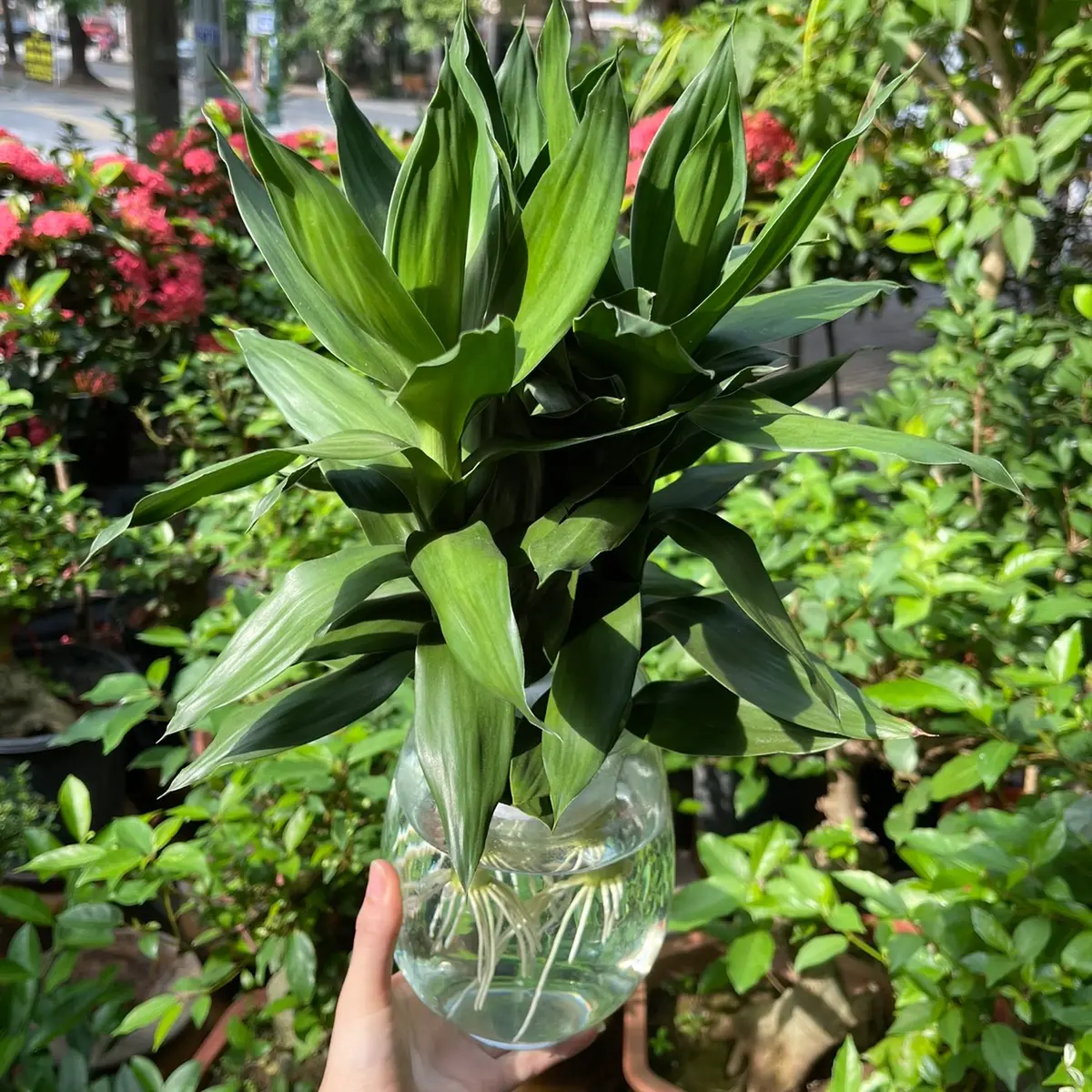 Cây phát tài búp sen trồng thủy sinh chiều cao 35cm, cây có sức sống tốt phug hợp trang trí bàn làm việc