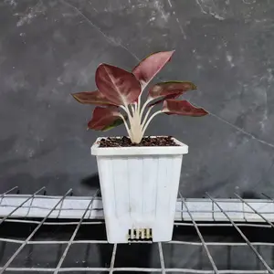 Pot Kotak (harga Aglao 50-100)