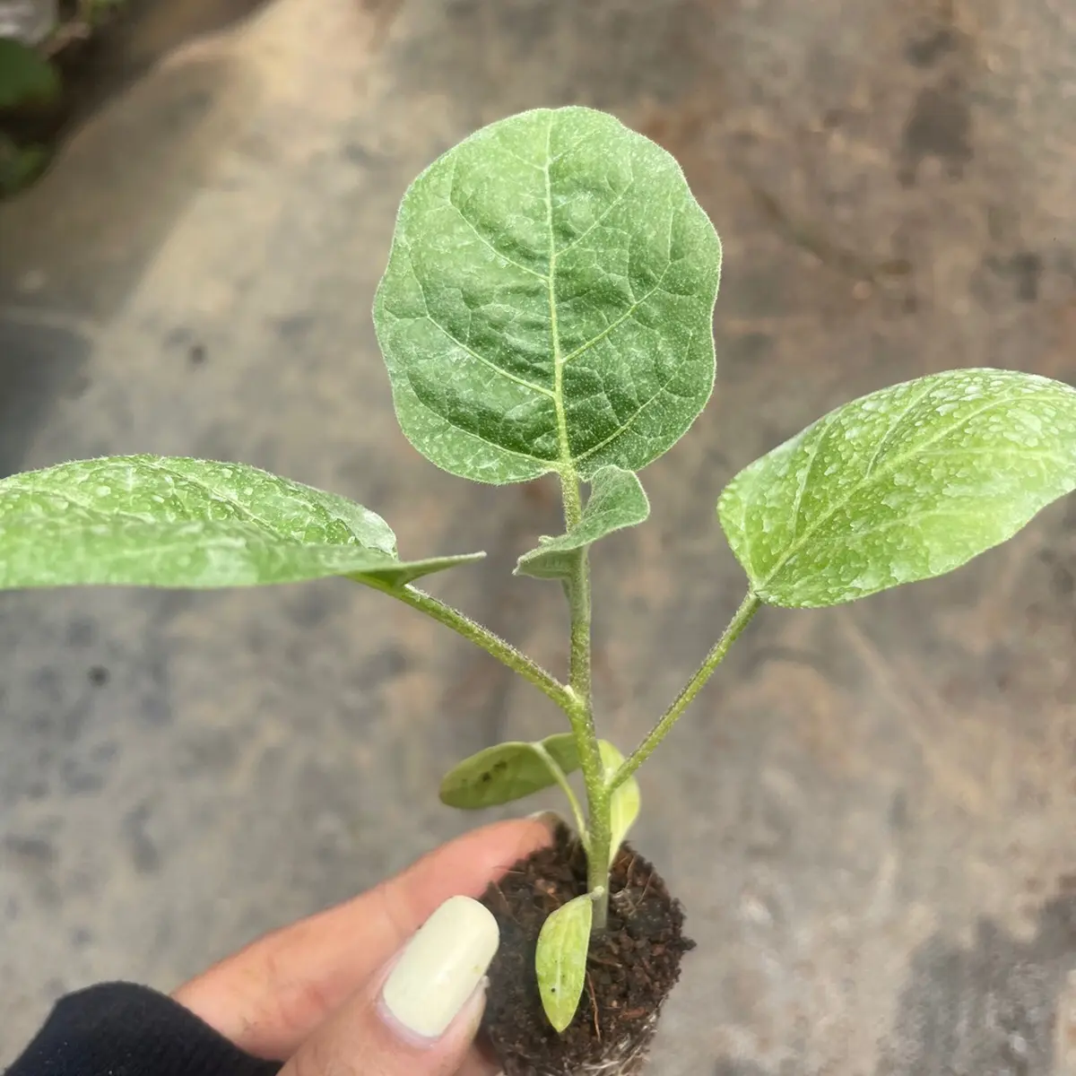 Combo 5 cây giống Cà ngọt