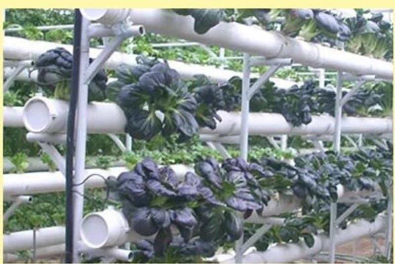 Product Introduction of 50Pcs Nursery Cup Plant Grow Pots Colonization Mesh Basket Holder Net  Planting Soilless F2SG 60