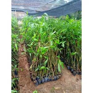 jual bibit bambu petung paket 5 pcs