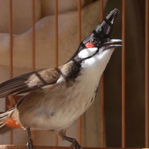 CHIM CẢNH ĐẤT VIỆT VN