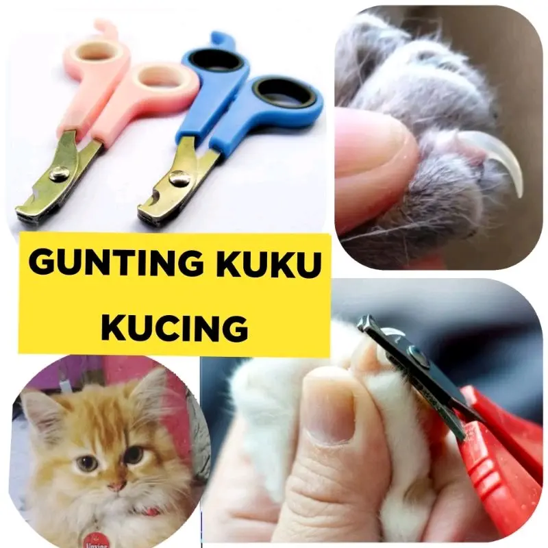 Gunting Kuku Kucing